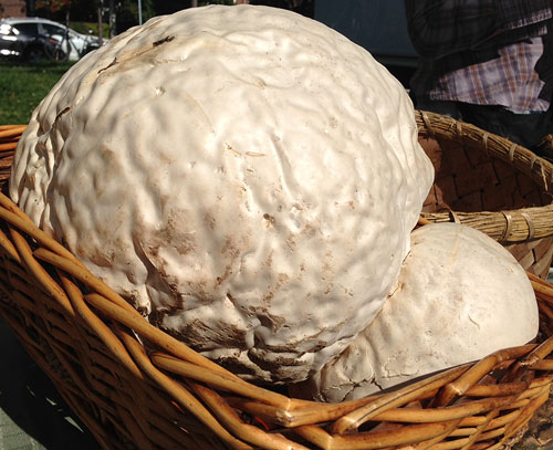 Puff Ball Mushroom