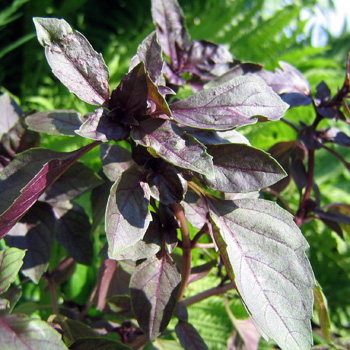 Red Rubin Basil