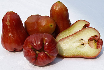 Rose Apple