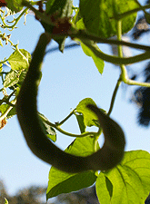 Young Curved Runner Bean