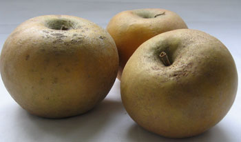 Russet Apples