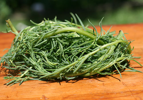 Samphire