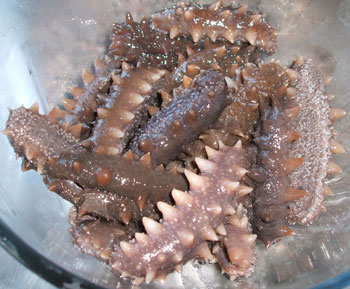 Sea Cucumber