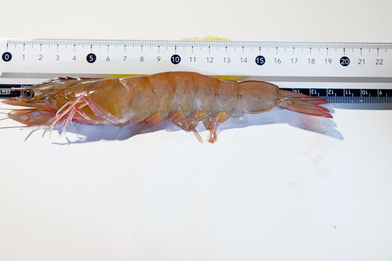Large jumbo shrimp