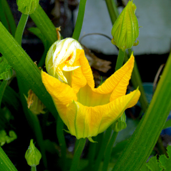 Squash Blossoms