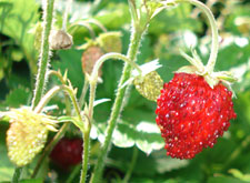 Ripened Strawberry