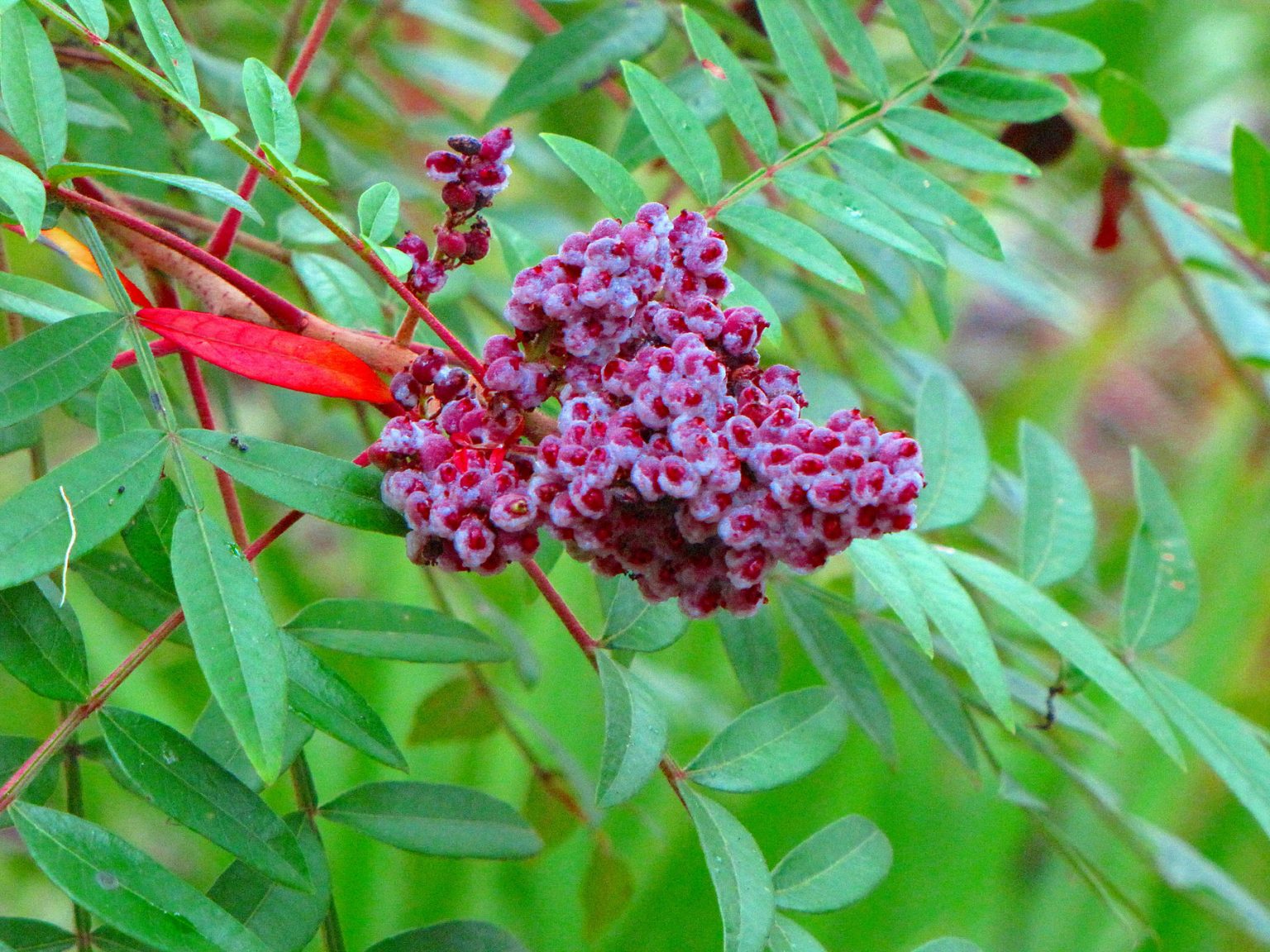Sumac CooksInfo