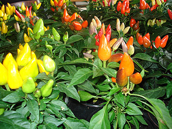 Thai Hot Ornamental Peppers Thai Hot Ornamental Peppers